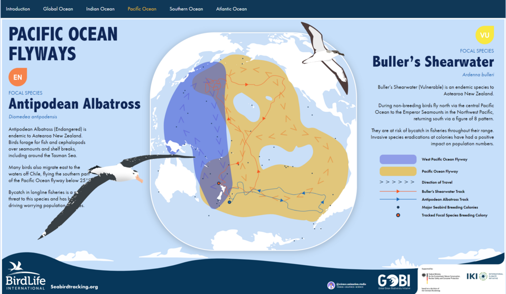  Seabird Flyways