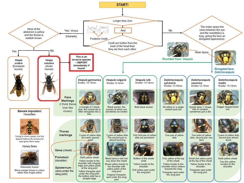 Identification flow