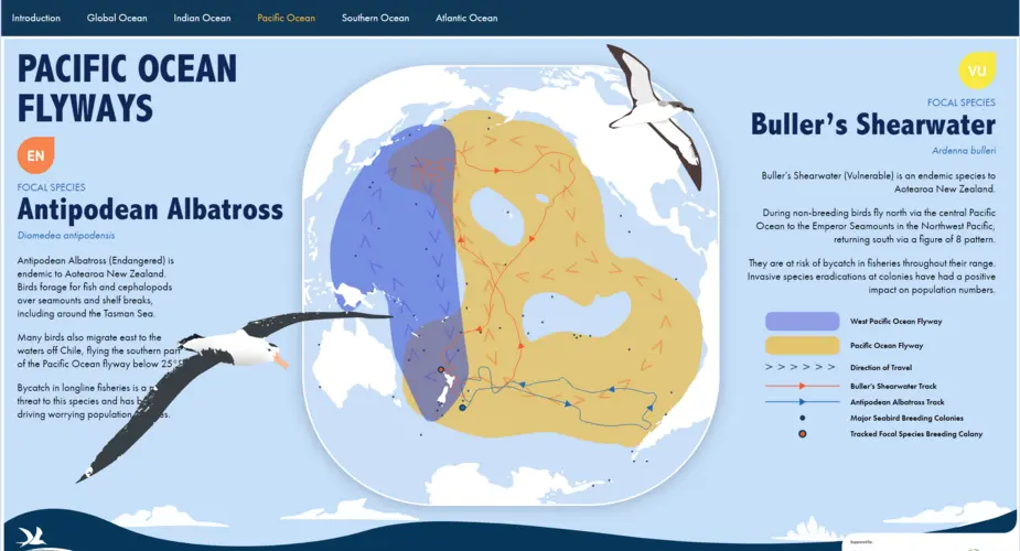  Seabird Flyways