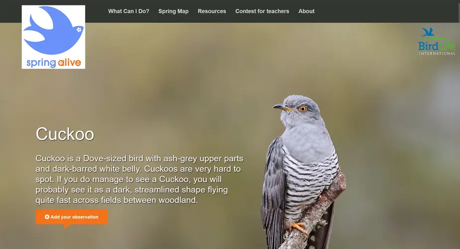 Screenshot of the Spring Alive website showing the Cuckoo page